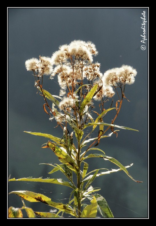 112 Fleurs